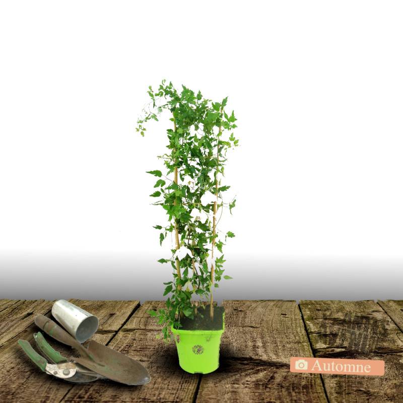 Clématite cirrhosa Winter Parasol®, Clématite cireuse à fleurs Blanche - feuillage Semi-Persistant - Pot de 1,5L - Tuteur bambou 30/60 cm-  hauteur à - Imagen 4