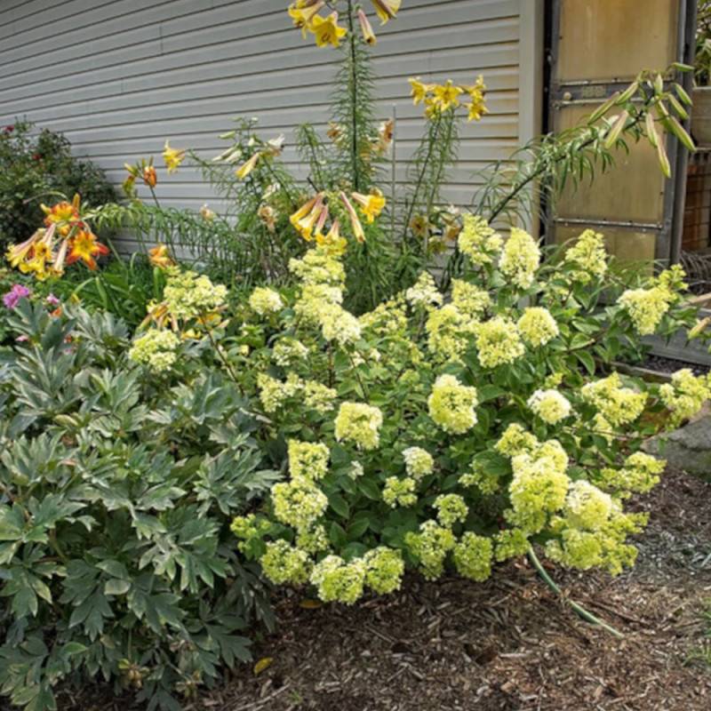 Hortensia paniculata Sundae Fraise® 'Rensun', Hydrangea paniculata à fleurs Rose - feuillage Caduc - Godet - 5/20 cm-  hauteur à maturité De 1,00 m à - Imagen 9