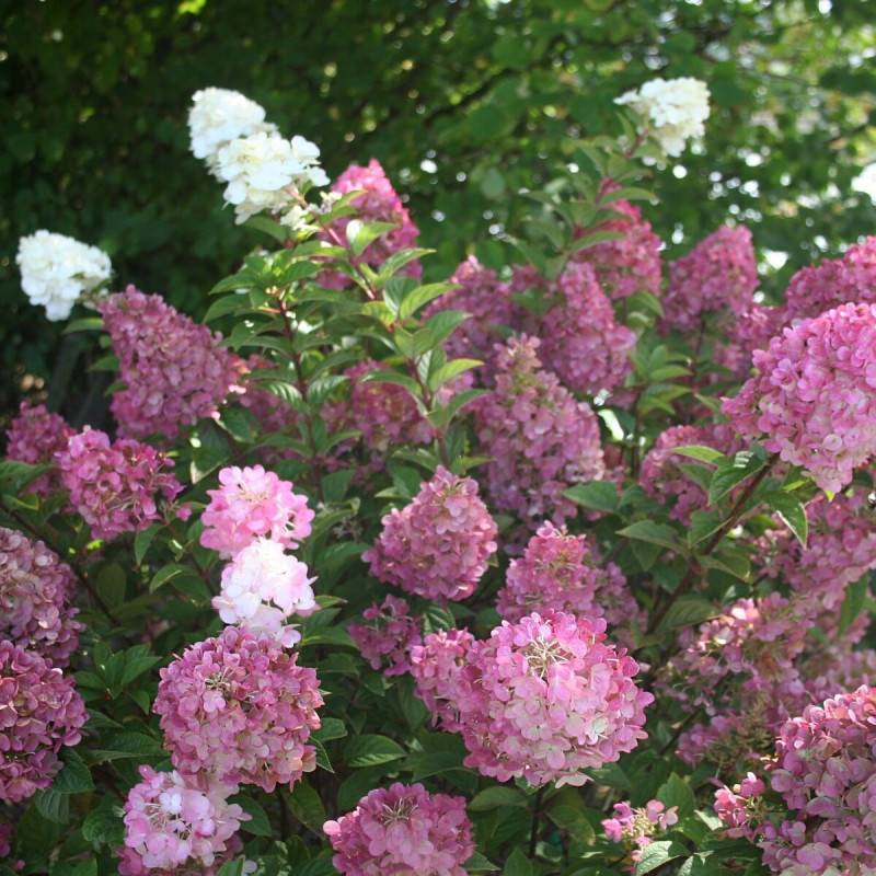 Hortensia paniculata Sundae Fraise® 'Rensun', Hydrangea paniculata à fleurs Rose - feuillage Caduc - Godet - 5/20 cm-  hauteur à maturité De 1,00 m à - Imagen 2