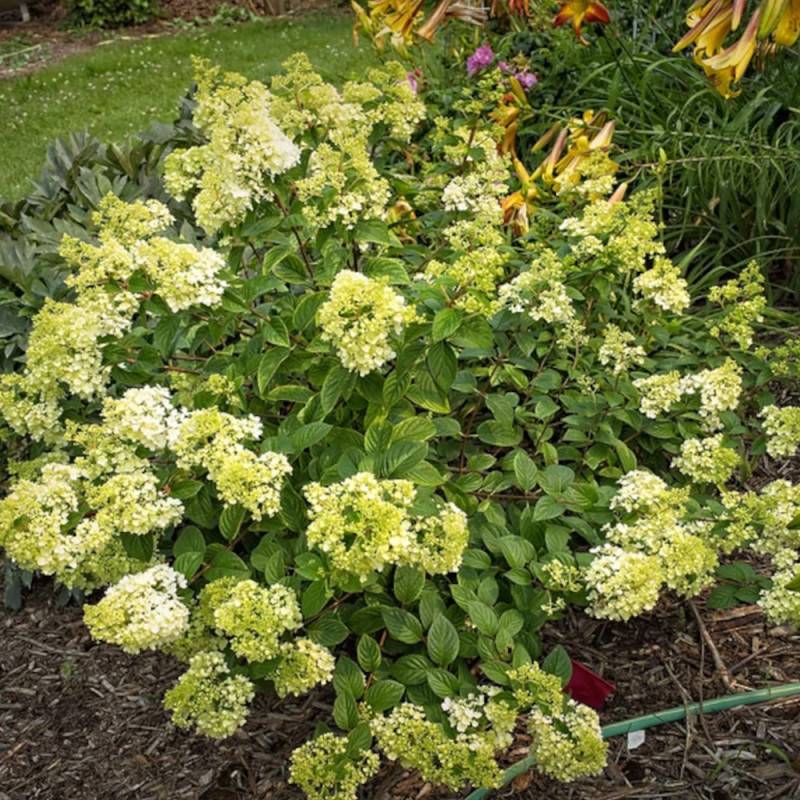 Hortensia paniculata Sundae Fraise® 'Rensun', Hydrangea paniculata à fleurs Rose - feuillage Caduc - Godet - 5/20 cm-  hauteur à maturité De 1,00 m à - Imagen 8