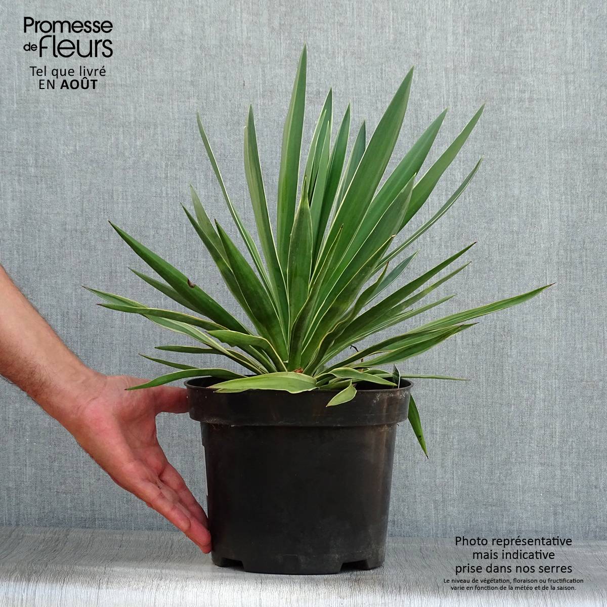 Yucca gloriosa Variegata - Dague espagnole Pot de 2L/3L - Image 2