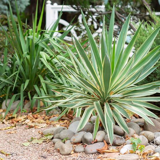 Yucca gloriosa Variegata - Dague espagnole Pot de 2L/3L - Image 1