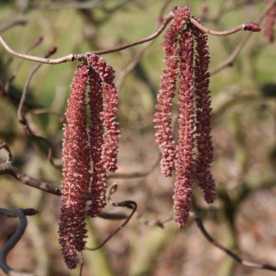 Promesse de Fleurs - Noisetier tortueux pourpre - Corylus avellana Red Majestic Pot de 3L/4L, Tige, Tige de 100 cm
