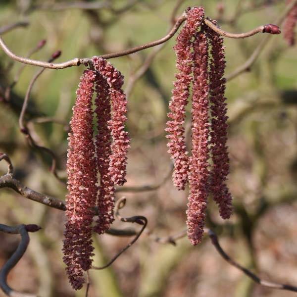 Promesse de Fleurs - Noisetier tortueux pourpre - Corylus avellana Red Majestic Pot de 3L/4L, Tige, Tige de 100 cm