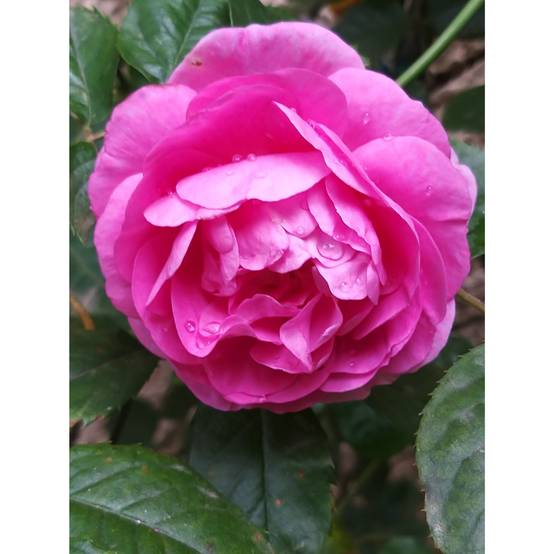 Rosier grimpant Ozeana Pot de 4L/5L