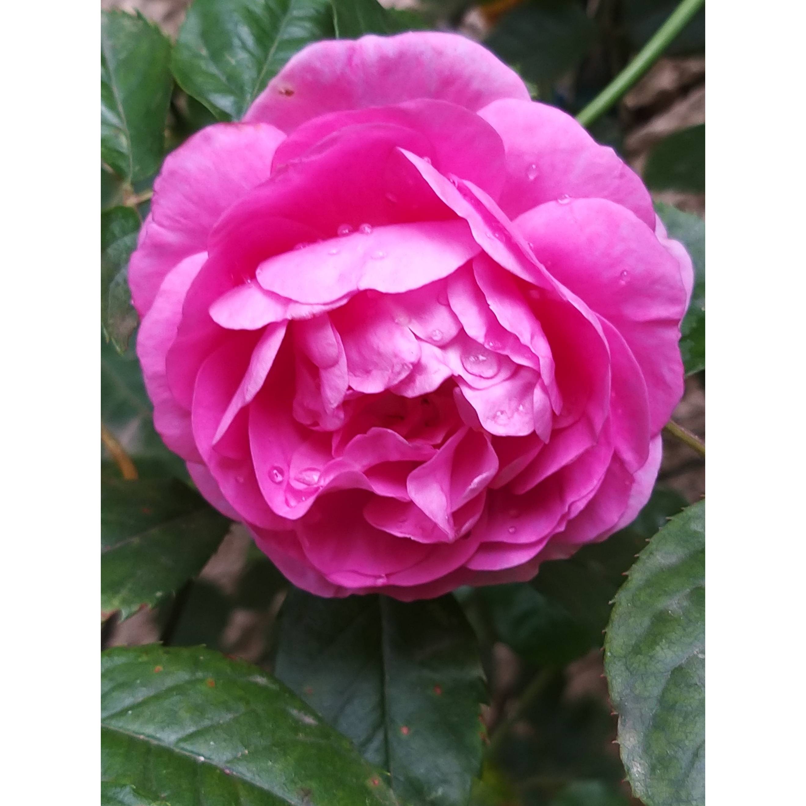 Rosier grimpant Ozeana Pot de 4L/5L