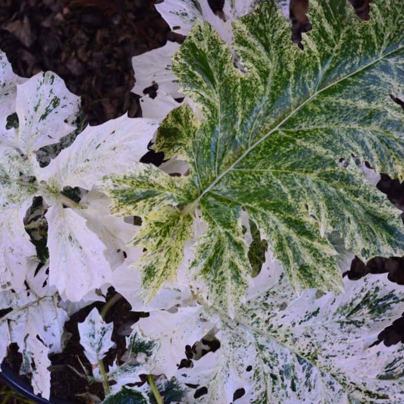 Acanthus mollis Tasmanian Angel - Acanthe panachée Godet de 8/9 cm