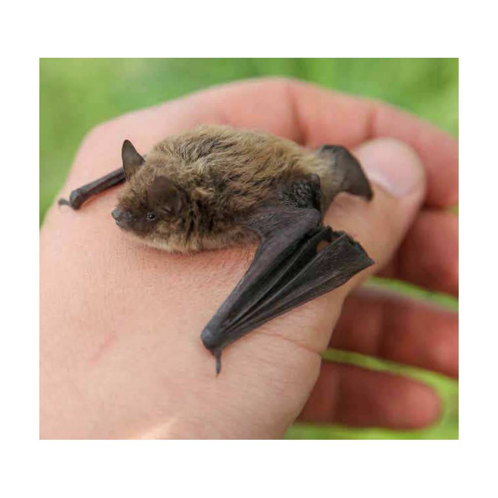 Animallparadise - animallparadise - Nichoir en bois, hauteur 28.5 cm, couleur aléatoire pour chauve-souris - Imagen 4