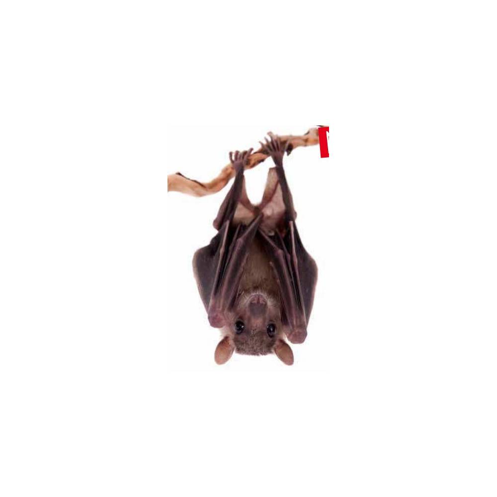 Animallparadise - animallparadise - Nichoir en bois, hauteur 28.5 cm, couleur aléatoire pour chauve-souris - Imagen 10