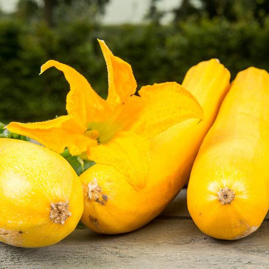 Promesse de Fleurs - Courgette Ola Gabriella F1 BIO le sachet de 5 graines environ