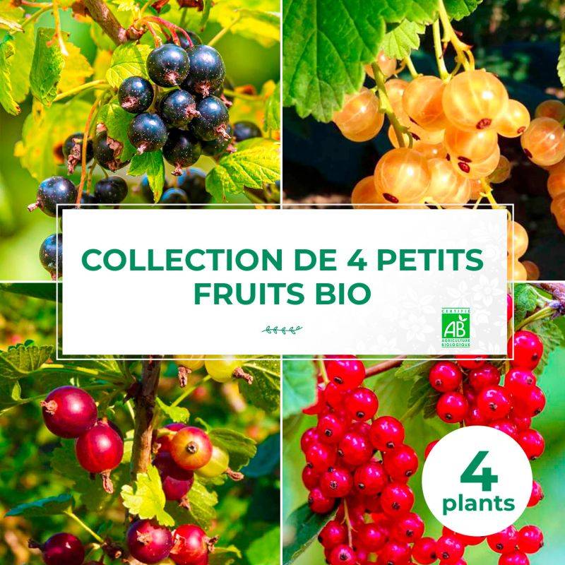 Collection 4 Petits Fruits BIO - Godet - Taille 13/25cm - Pépinières Naudet - Imagen 1