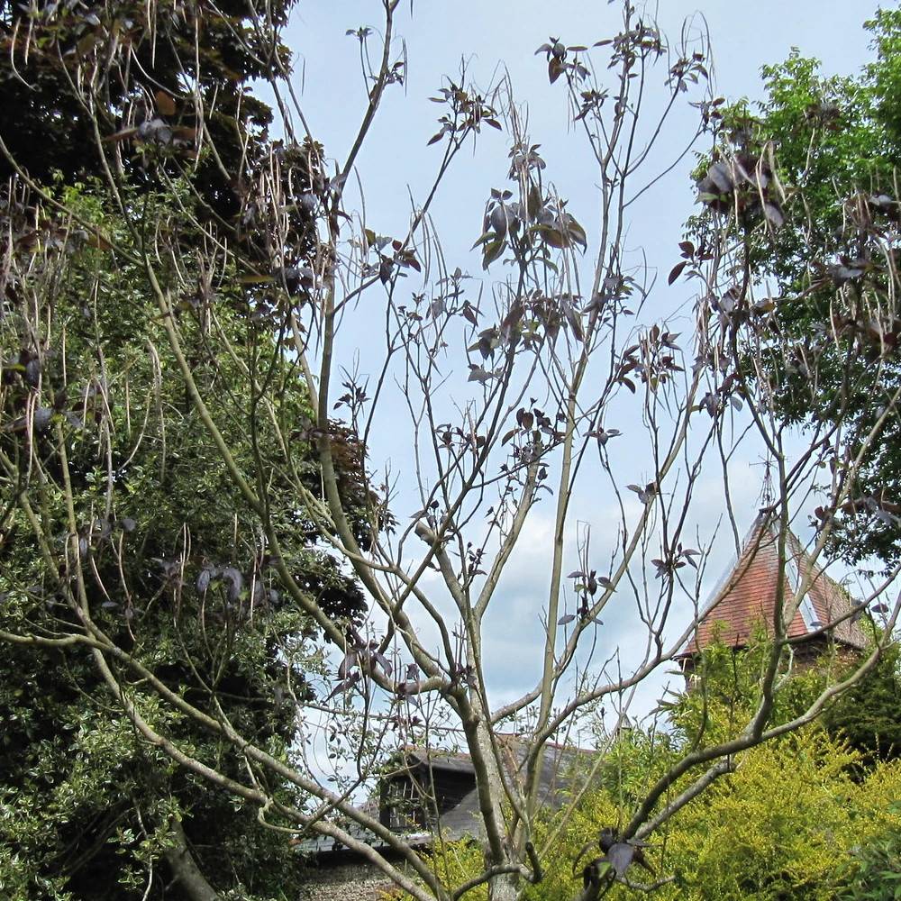 Catalpa commun pourpre, Catalpa bignonioides - Pot de 15L - Baliveau - Image 1