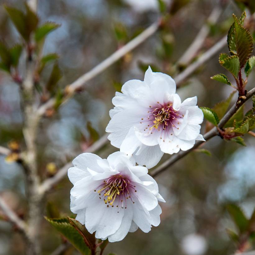 Promesse de Fleurs - Cerisier à fleurs - Prunus Hally Jolivette Pot de 4L/5L - Image 1