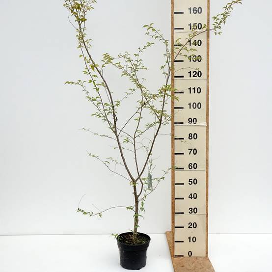 Promesse de Fleurs - Cerisier à fleurs - Prunus Hally Jolivette Pot de 4L/5L - Image 2