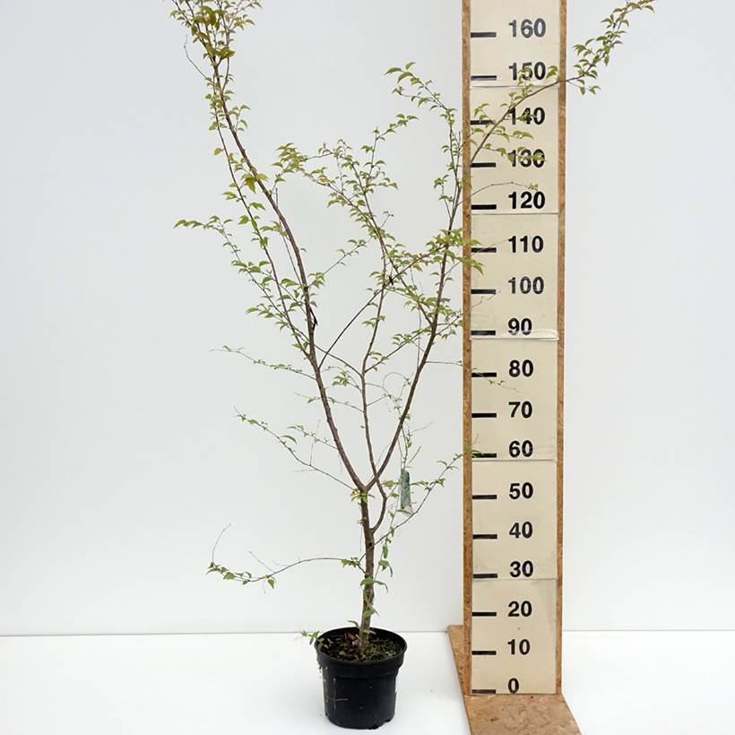Promesse de Fleurs - Cerisier à fleurs - Prunus Hally Jolivette Pot de 4L/5L - Image 2