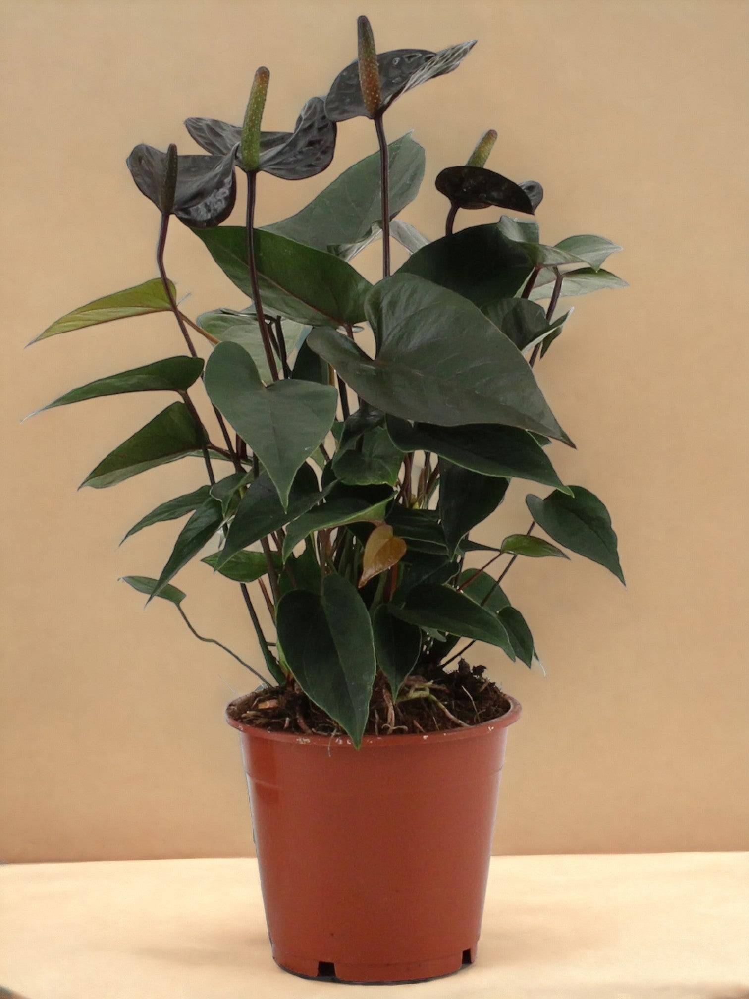 La Green Touch - Anthurium Black Love 36cm - Plante d'intérieur- La Green Touch - Imagen 3