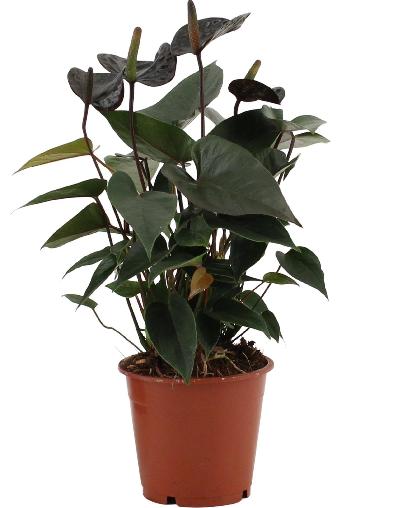 La Green Touch - Anthurium Black Love 36cm - Plante d'intérieur- La Green Touch - Imagen 1