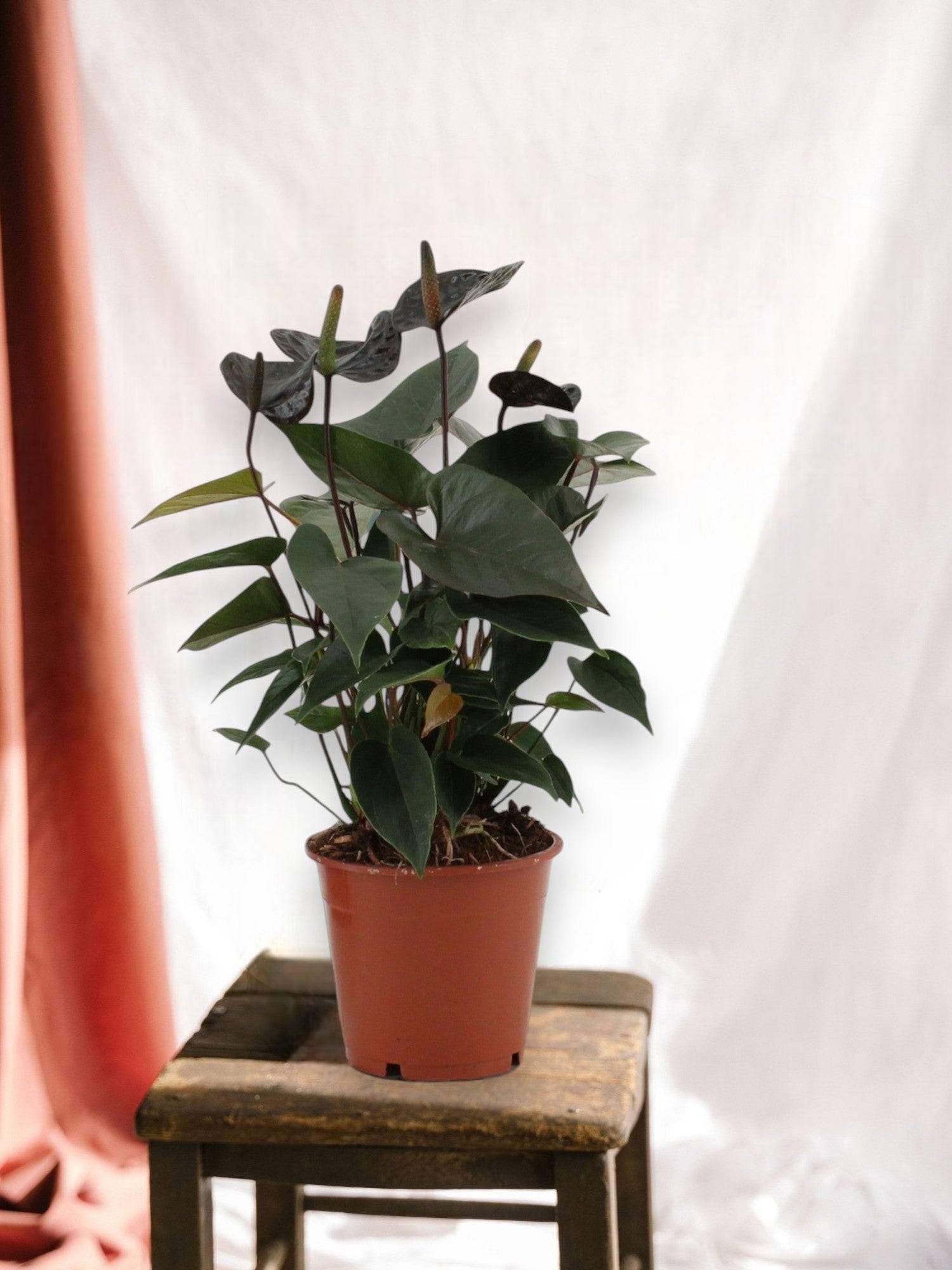 La Green Touch - Anthurium Black Love 36cm - Plante d'intérieur- La Green Touch - Imagen 2