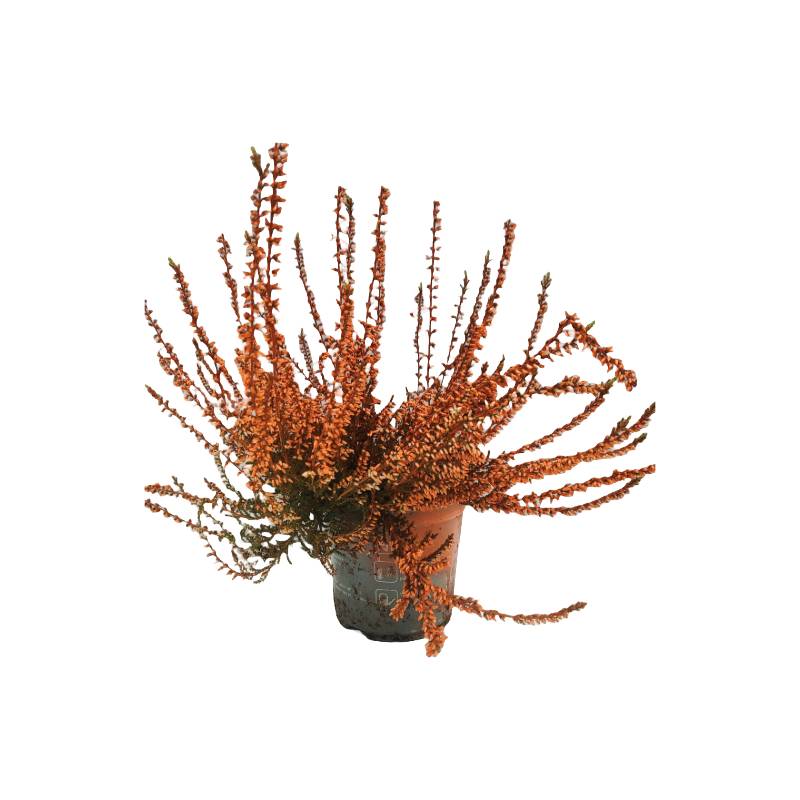 Horti-Flandre - Bruyère Calluna teinté orange pot 9 cm