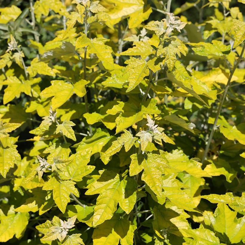 Promesse de Fleurs - Populus alba Richardii - Peuplier blanc Pot de 4L/5L