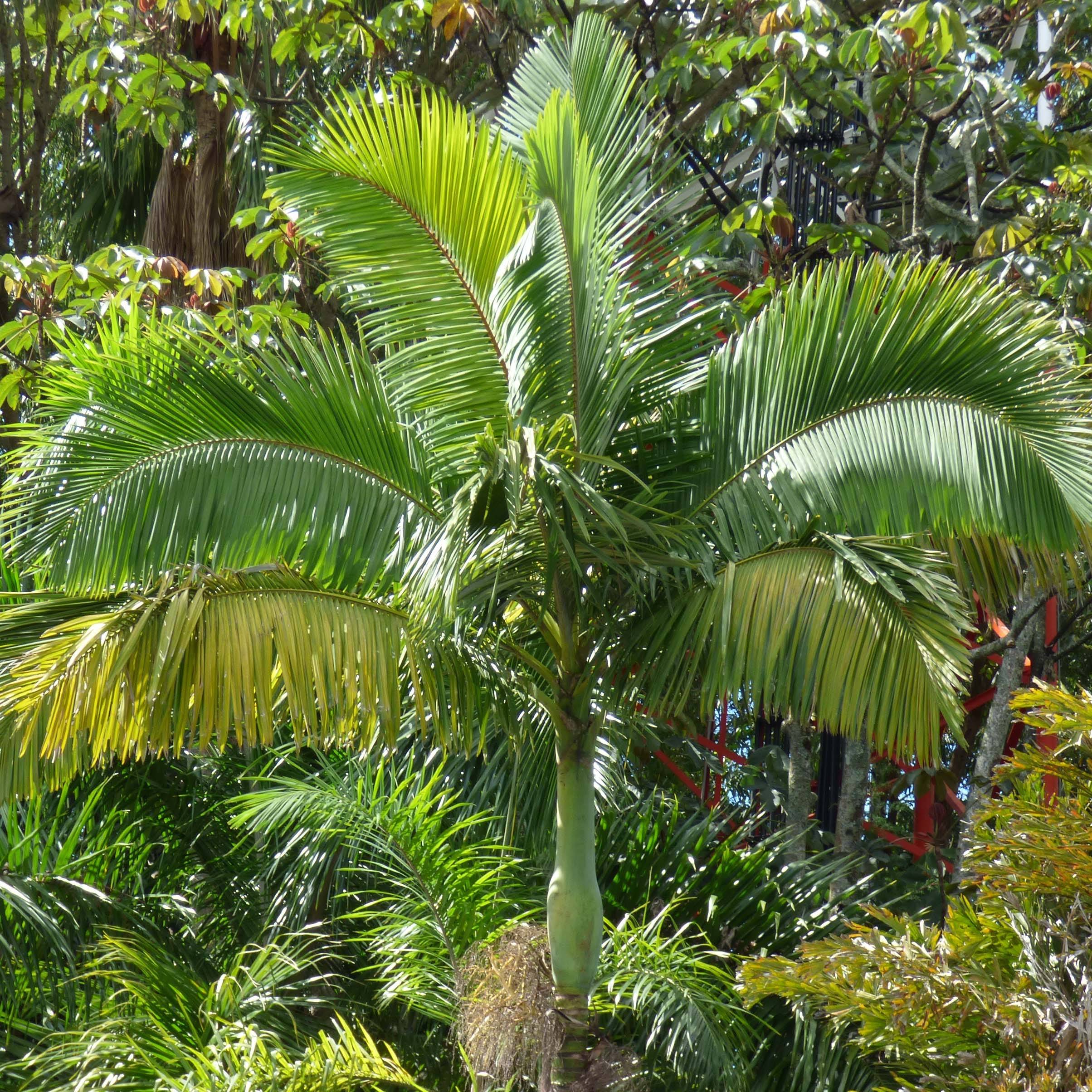 Archontophoenix alexandrae - Palmier royal d'Alexandra Pot de 7,5L/10L ...