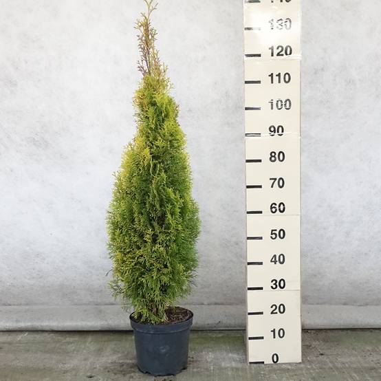 Promesse de Fleurs - Thuja occidentalis Golden Smaragd - Thuya du Canada Pot de 7,5L/10L - Image 2