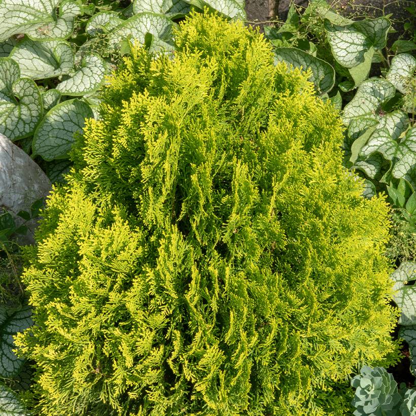 Promesse de Fleurs - Thuja occidentalis Golden Smaragd - Thuya du Canada Pot de 7,5L/10L - Image 1