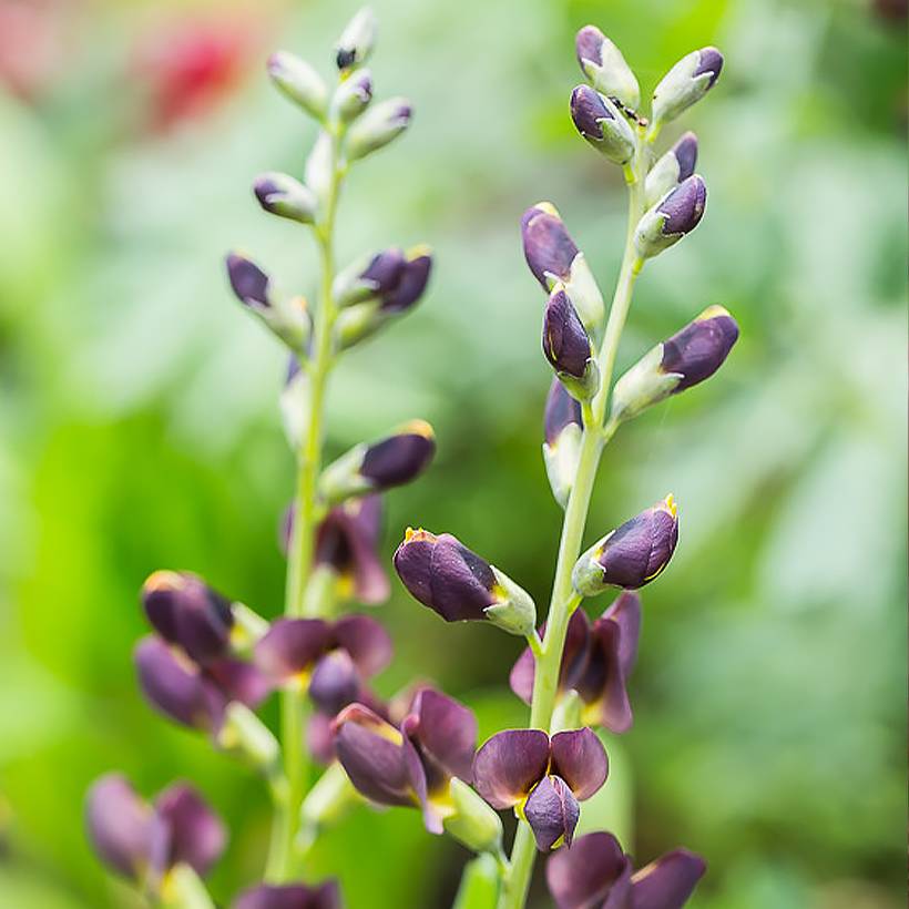 Baptisia Decadence Dark Chocolate - Lupin indigo Godet de 8/9 cm