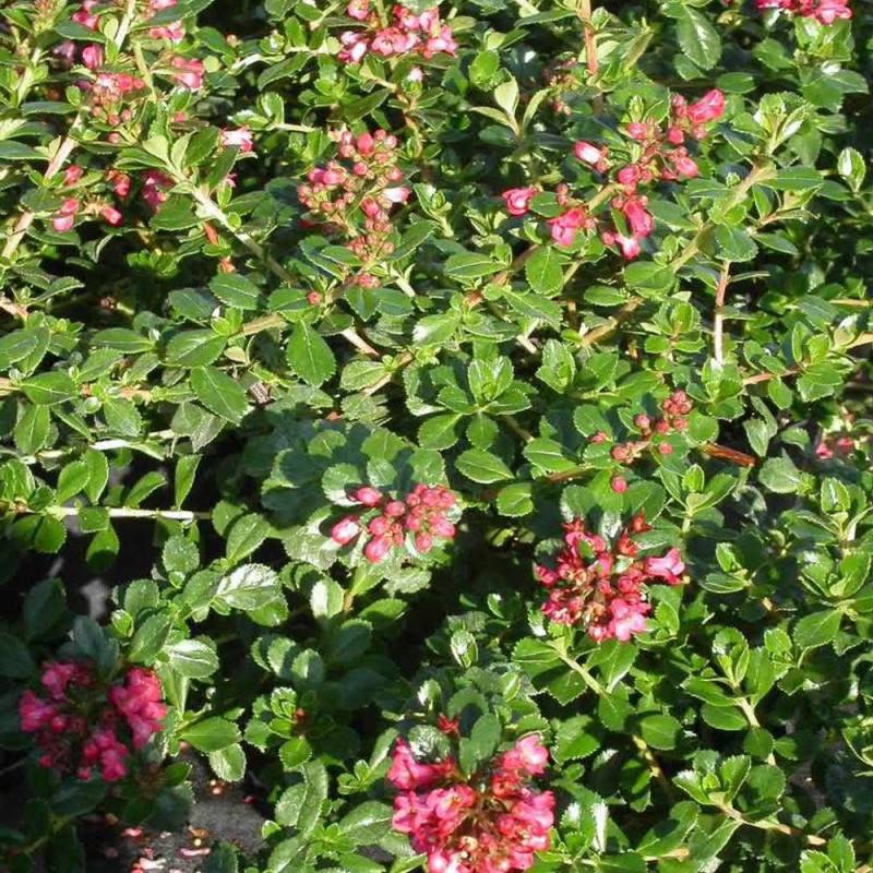 Escallonia Donard Radiance à fleurs Rose - feuillage Persistant - Pot de 3L - 20/40 cm-  hauteur à maturité De 1,00 m à 1,50 m