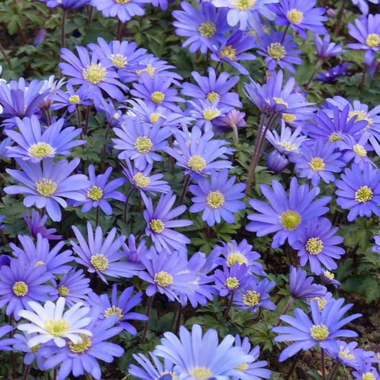 Anemone blanda Blue Shades Godet de 8/9 cm calibre 5+