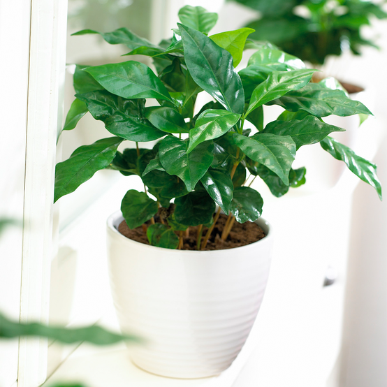 Gardenersdream - Caféier Plante Coffea Arabica - Plante D'Intérieur Décorative De Qualité Supérieure En Pot De 13 Cm - GardenersDream - Image 1