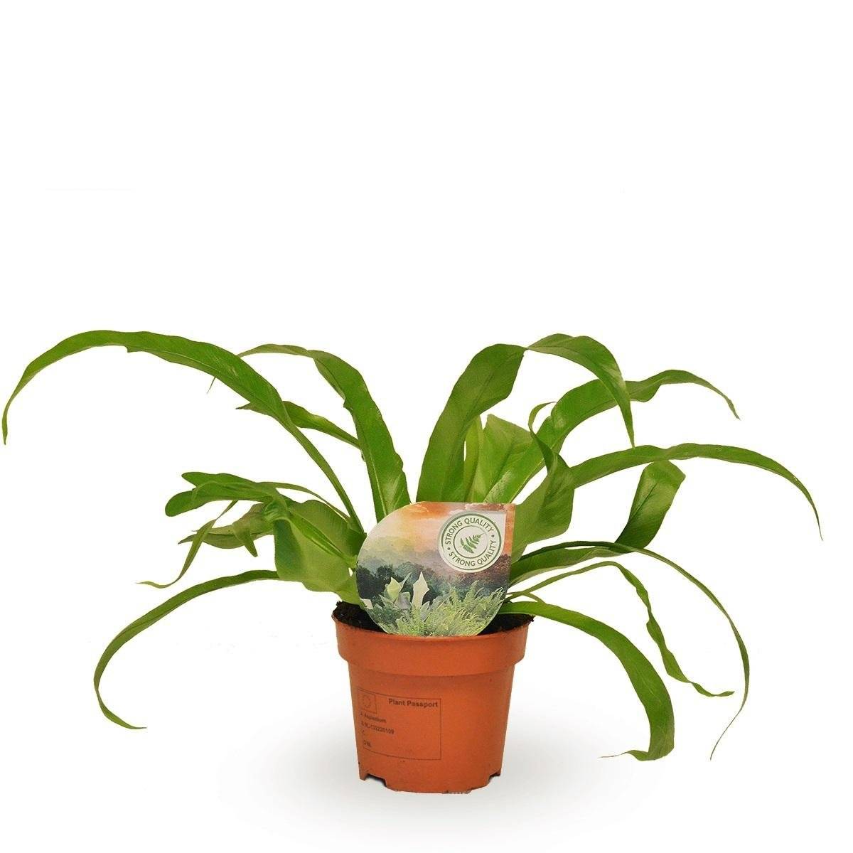 Asplenium 'Antiquum' 30cm - Plante d'intérieur- La Green Touch - Image 2