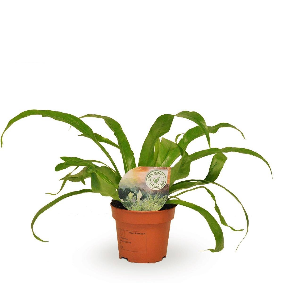 Asplenium 'Antiquum' 30cm - Plante d'intérieur- La Green Touch