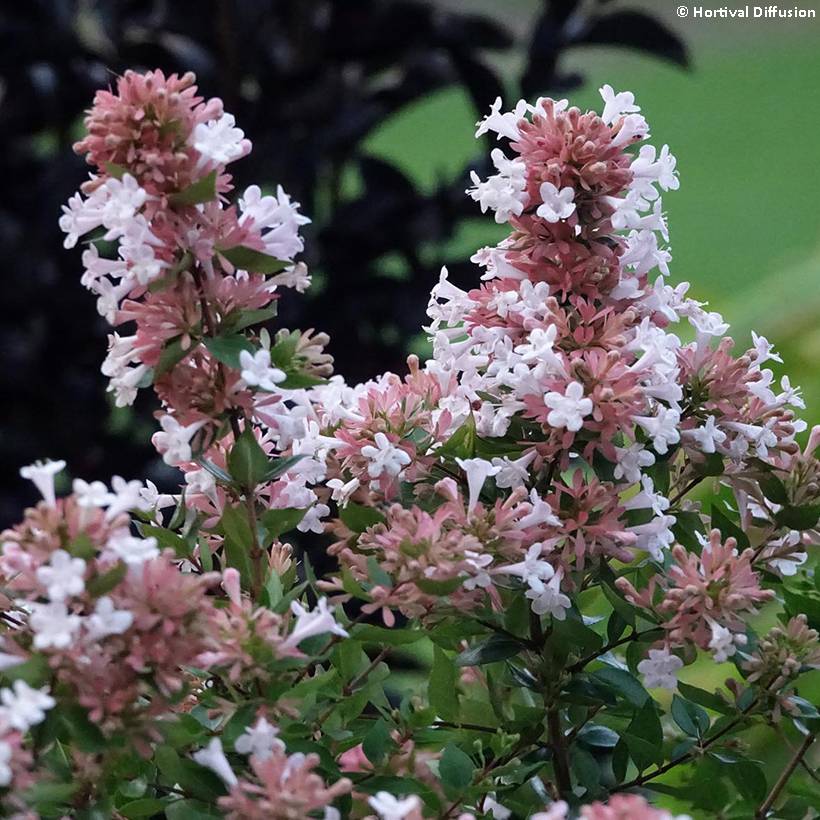 Abelia chinensis Autumn Festival - Abélia de Chine Pot de 4L/5L - Image 1