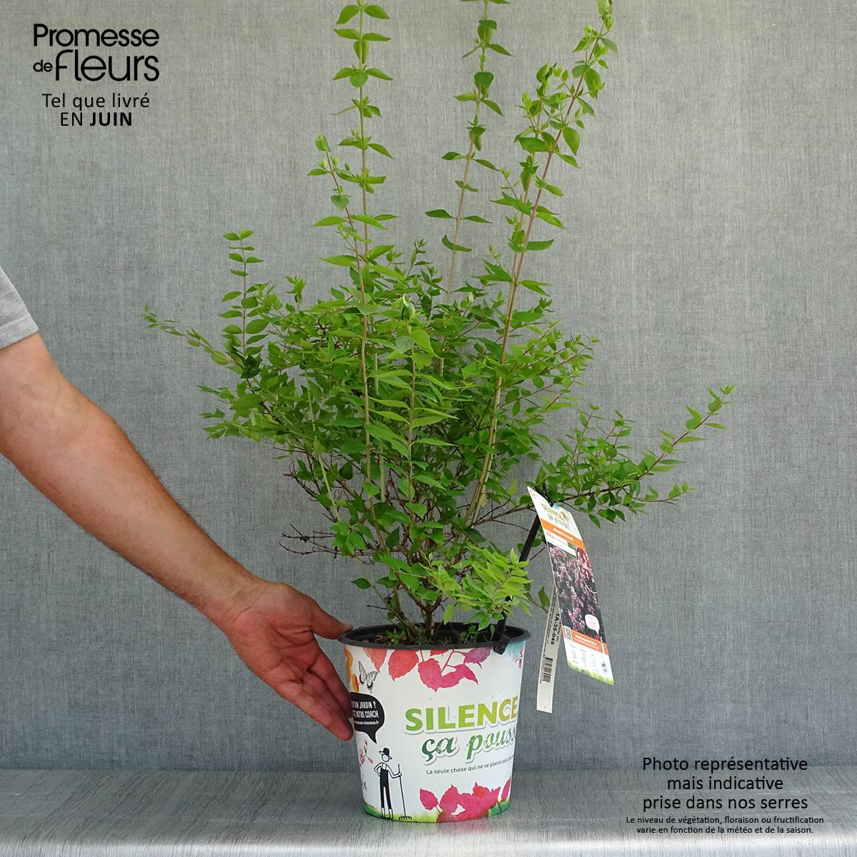 Abelia chinensis Autumn Festival - Abélia de Chine Pot de 4L/5L - Image 2