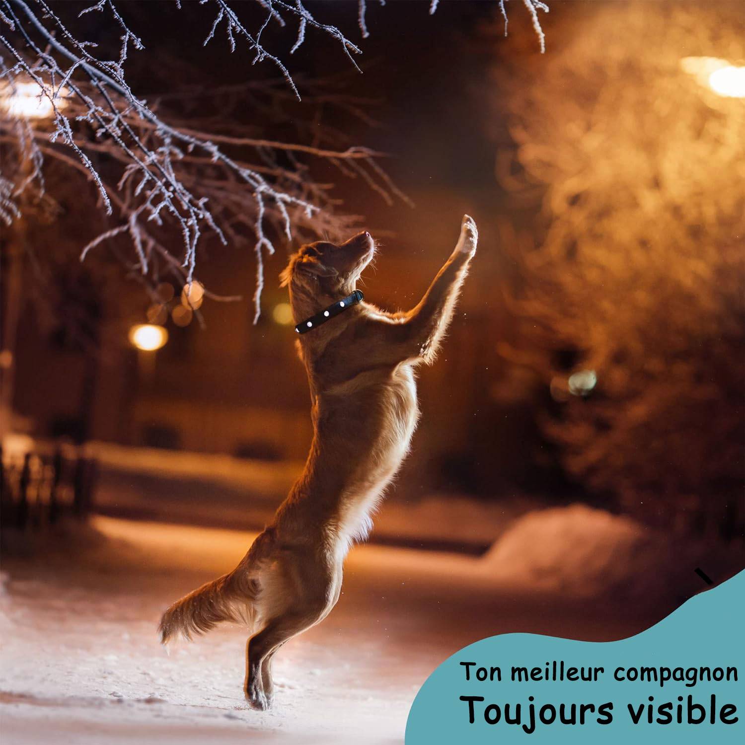 Bi International - Collier Lumineux pour Chien - Rechargeable par USB - Nylon renforcé - Haute Qualité, Stabilité & Sécurité (noir, S) - BI International - Imagen 5