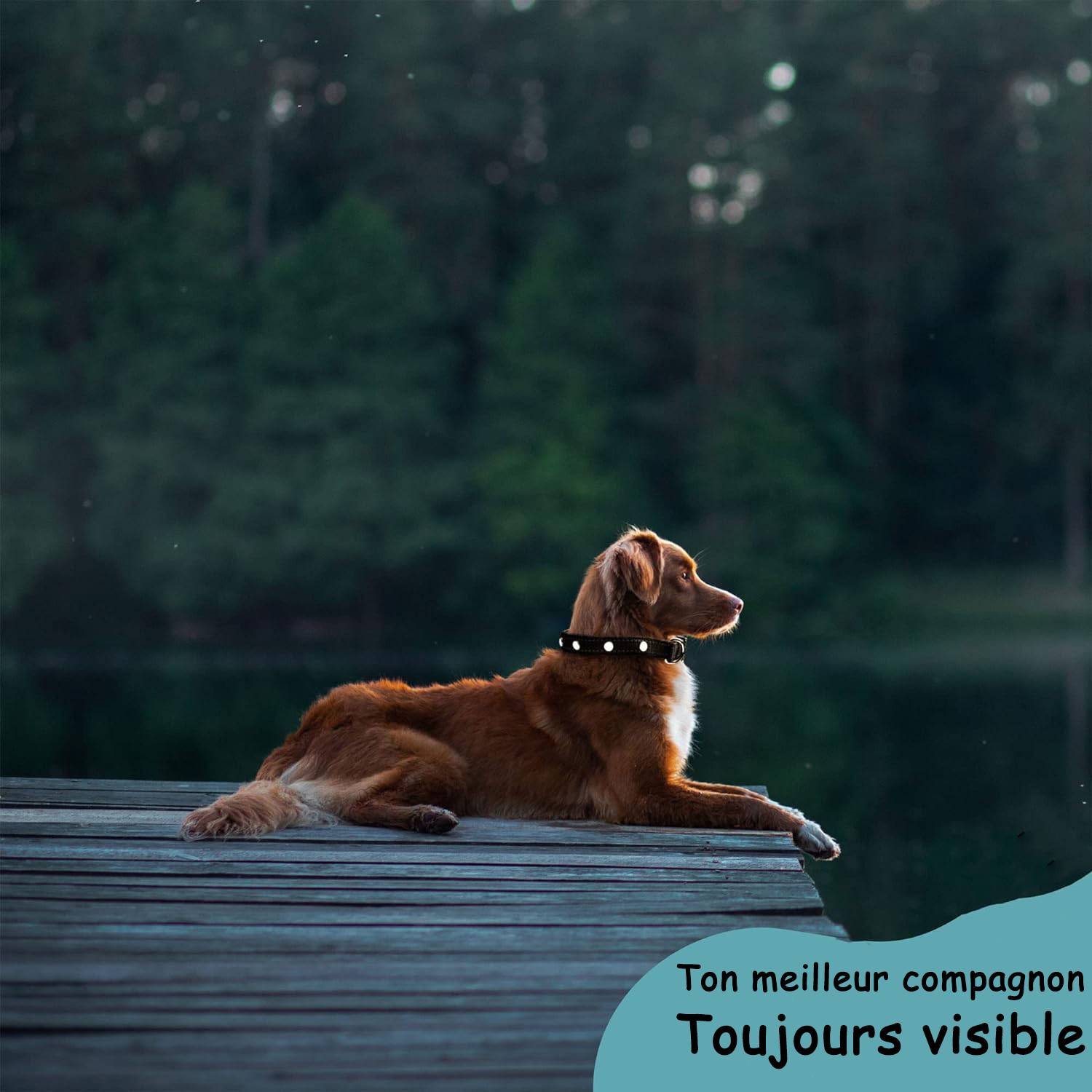 Bi International - Collier Lumineux pour Chien - Rechargeable par USB - Nylon renforcé - Haute Qualité, Stabilité & Sécurité (noir, S) - BI International - Imagen 8