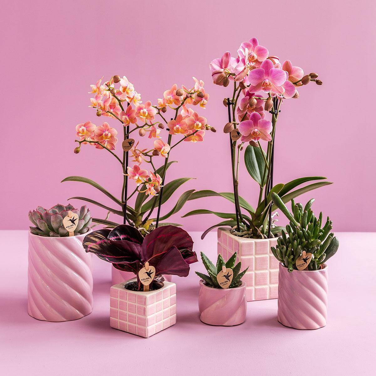 Pot décoratif Mosa Pink- La Green Touch - Imagen 6