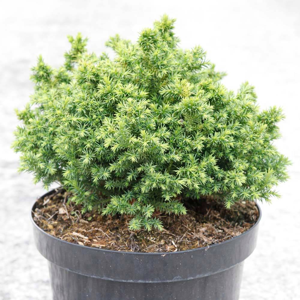 Cryptomeria japonica Vilmoriniana Pot de 2L/3L