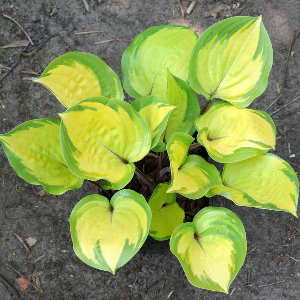 Hosta Volcano Island Pot de 1,5L/2L