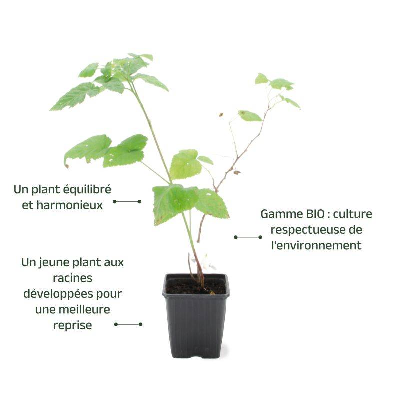 Mûre-framboise 'Buckingham' BIO (Rubus 'Buckingham') - Godet 9cm - Pépinières Naudet - Imagen 3