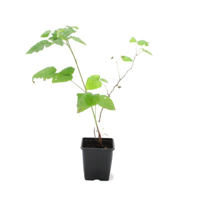 Mûre-framboise 'Buckingham' BIO (Rubus 'Buckingham') - Godet 9cm - Pépinières Naudet - Imagen 2