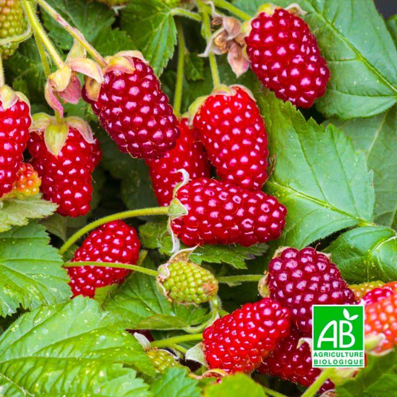 Mûre-framboise 'Buckingham' BIO (Rubus 'Buckingham') - Godet 9cm - Pépinières Naudet - Imagen 1