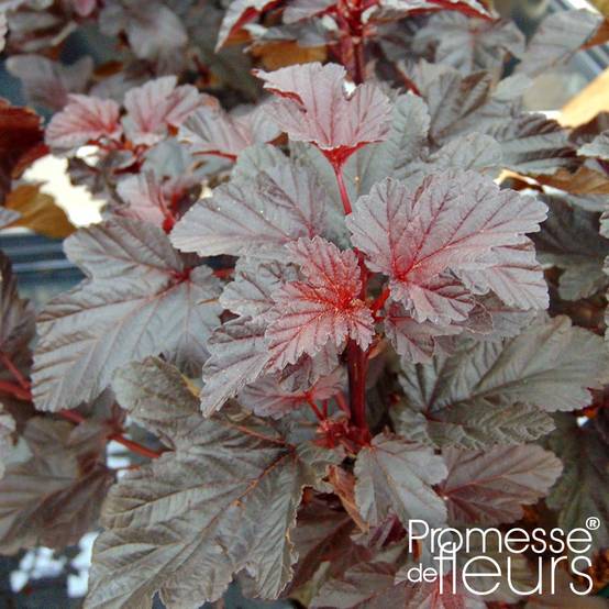 Physocarpe à feuilles d'Obier - Physocarpus opulifolius Rubella Pot de 2L/3L - Image 1