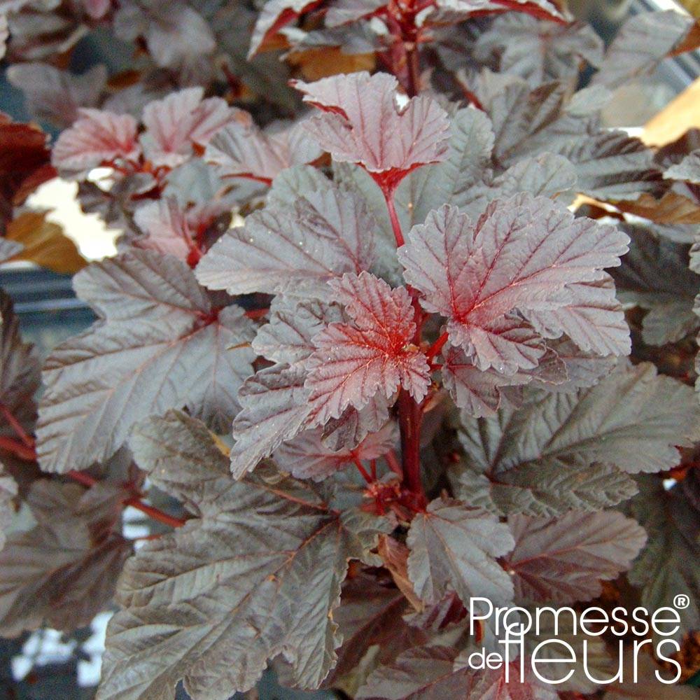 Physocarpe à feuilles d'Obier - Physocarpus opulifolius Rubella Pot de 2L/3L - Image 1