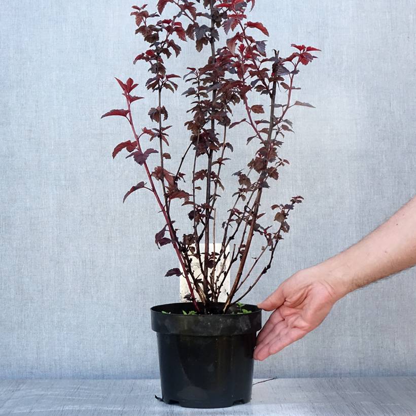 Physocarpe à feuilles d'Obier - Physocarpus opulifolius Rubella Pot de 2L/3L - Image 2