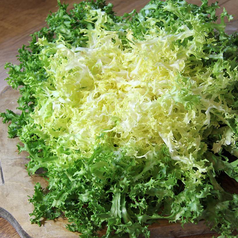 Chicorée frisée Grosse Pancalière BIO  le sachet de 600 graines environ (1g)