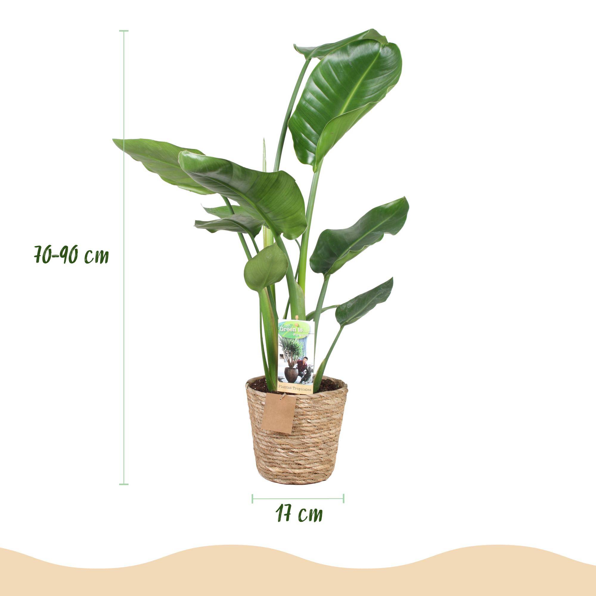 Strelitzia Nicolai - Fleur de paradis - Lot de 2 Plantes - Pot de 17cm - Hauteur 70-90cm - Plantes d'intérieur - Image 3