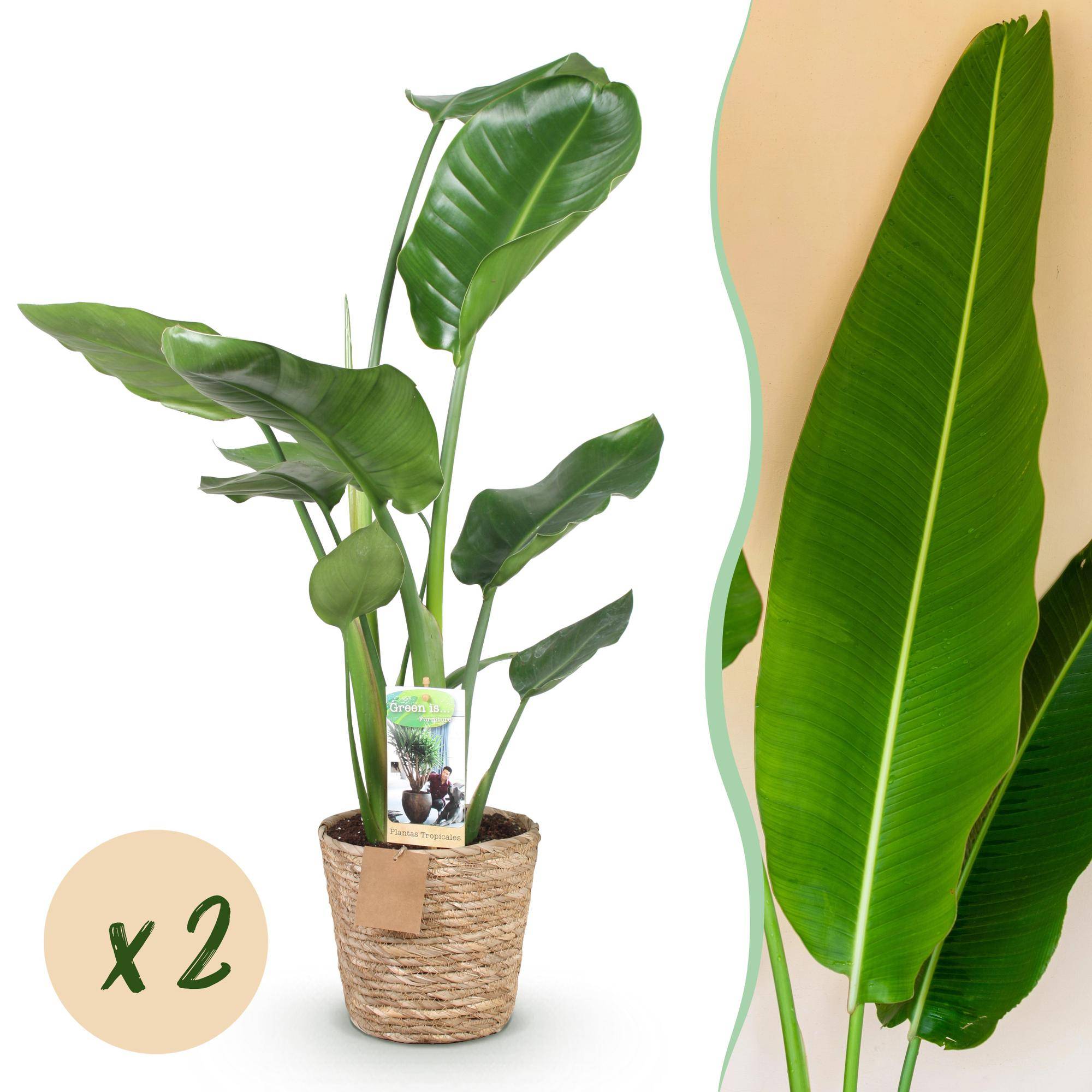 Strelitzia Nicolai - Fleur de paradis - Lot de 2 Plantes - Pot de 17cm - Hauteur 70-90cm - Plantes d'intérieur - Image 1