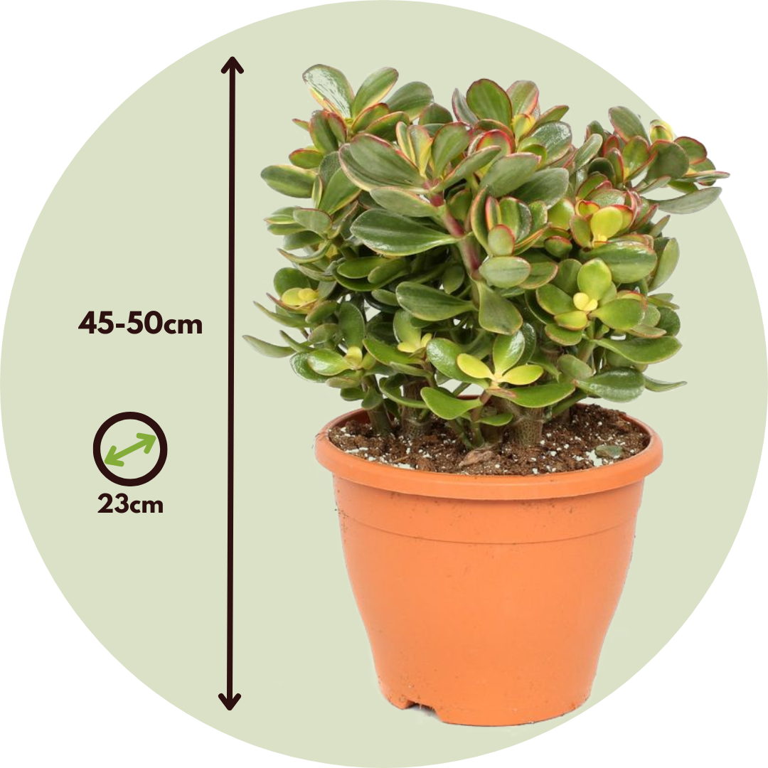 Plant In A Box - Arbre de jade - Crassula ovata 'Sunset' - Hauteur 45-50cm - ⌀23cm - Image 4